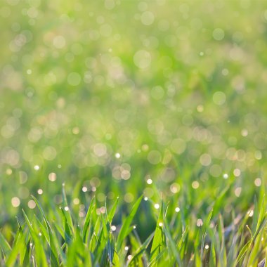 Taze çimen çiy - harika ufuk bokeh backgrou damlaları ile