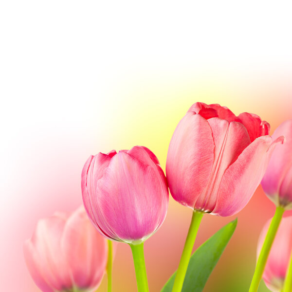Fresh Tulips on Gentle colors Holiday Background