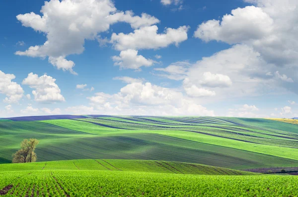 Оригінальний панорамний вид на поля в красивій прокатці і смузі — стокове фото