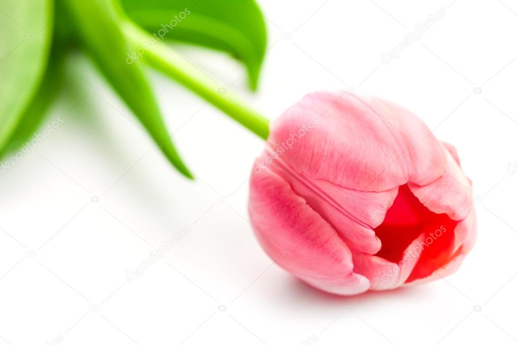 Fresh Pink Tulip - spring flower isolated on white