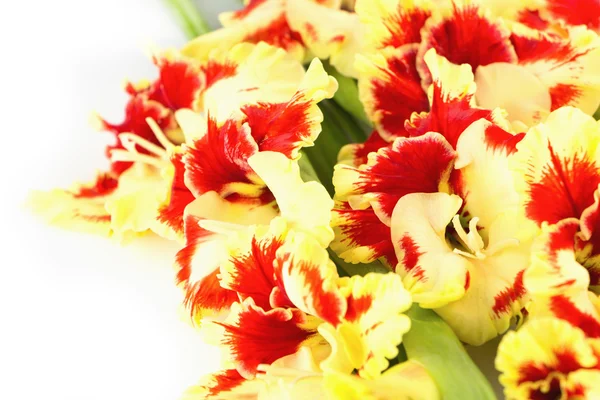 Red and yellow bright gladiolus \ horizontal \ isolated — Stock Photo, Image