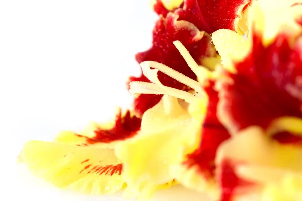 Brilhante fresh amarelo e vermelho gladíolo isolado \ horizontal — Fotografia de Stock