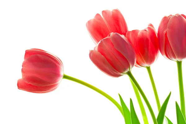 Bouquet de belles tulipes fraîches sur fond blanc — Photo