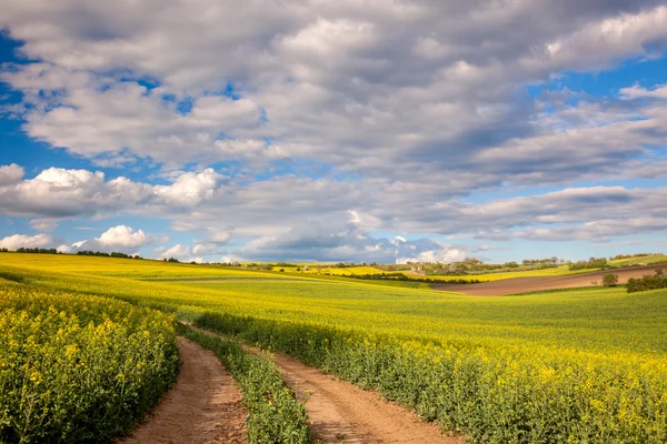 Campos de flores amarelas e estrada térrea com vista para um valle — Fotografia de Stock