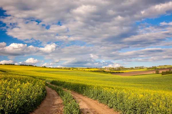 Sárga virágos mezők és földi road, kilátással a valle — Stock Fotó