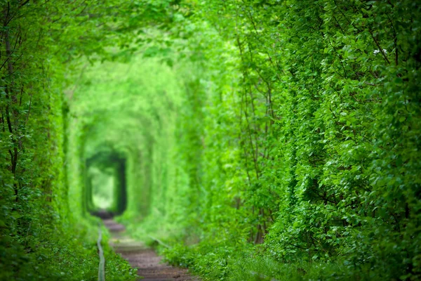 Agic Tunnel of Love, groene bomen en de spoorweg-achtergrond — Stockfoto