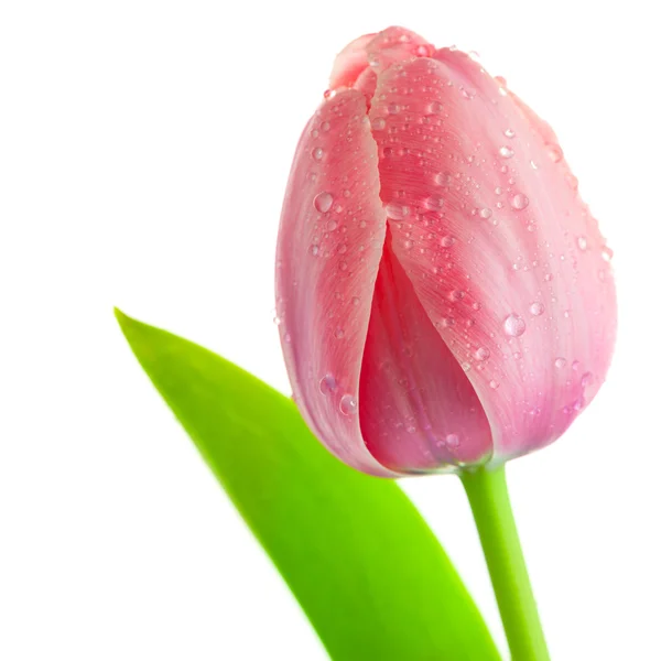 Tulipano rosa chiaro Fiore con gocce d'acqua e foglie, isolato — Foto Stock