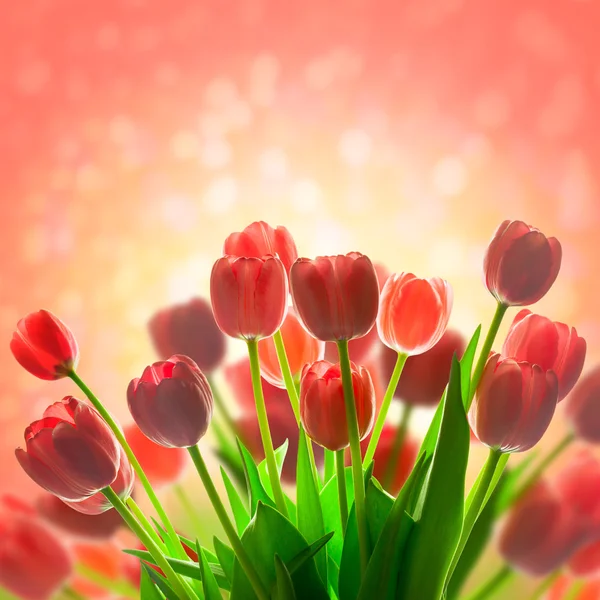 Fantastické tulipány dovolená pozadí s kouzelné světlo — Stock fotografie