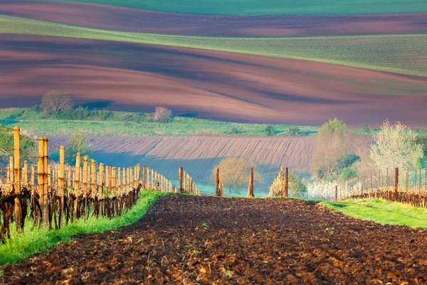 Fields and Vineyards, beautiful countryside landscape, spring — Stock Photo, Image