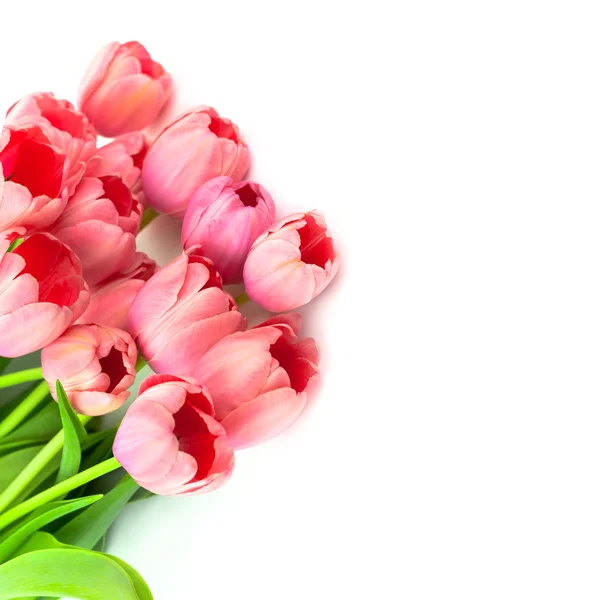 Schöne rosa Tulpen mit Liebe, isoliert — Stockfoto