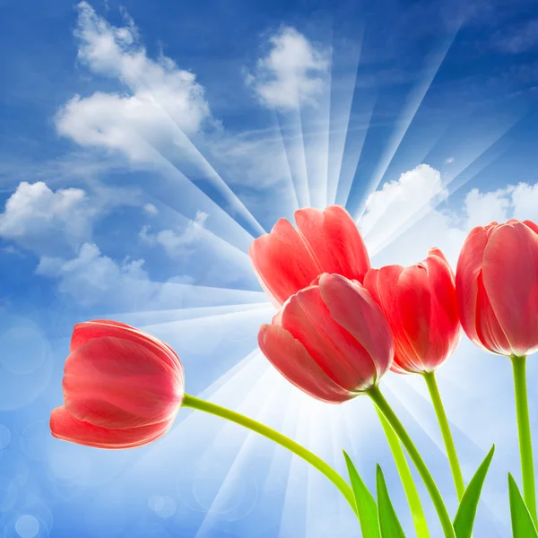 Amazing Tulips on fantastic blue sky background — Stock Photo, Image