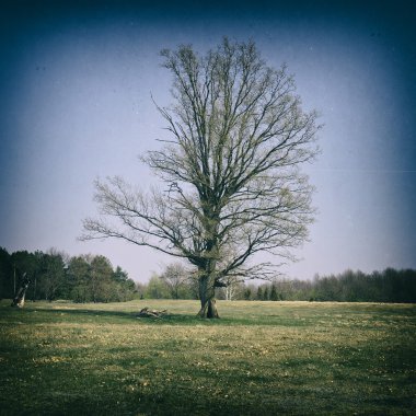 Bir alanda yalnız meşe ağacı