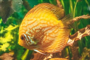 Okyanus akvaryumundaki sarı balıklar.