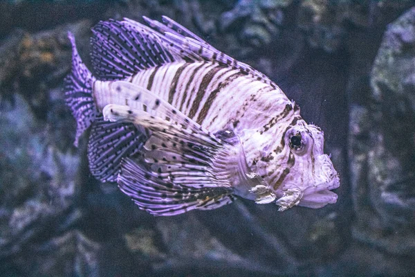 Lionfish - zebra ou zebra no Oceanário de São Petersburgo — Fotografia de Stock