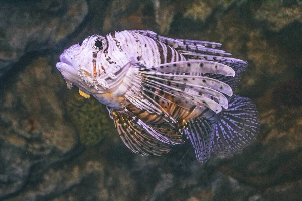 Pez león - cebra o pez cebra en el Oceanario de San Petersburgo —  Fotos de Stock