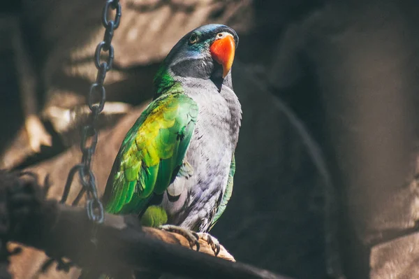 Grijs - groene papegaai met een rode snavel — Stockfoto
