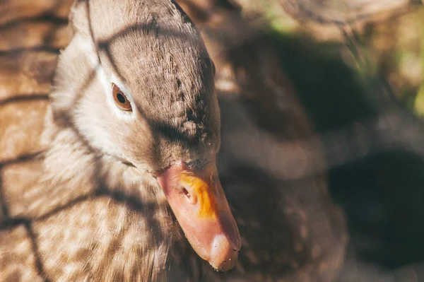 Портрет утки, греющейся на солнце — стоковое фото