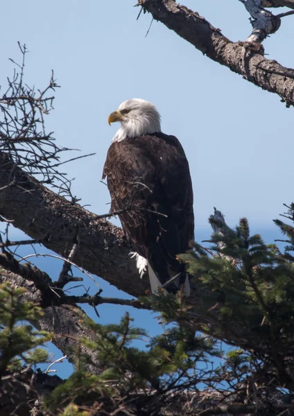 A bald eagle perched on a branch — Stock Photo, Image