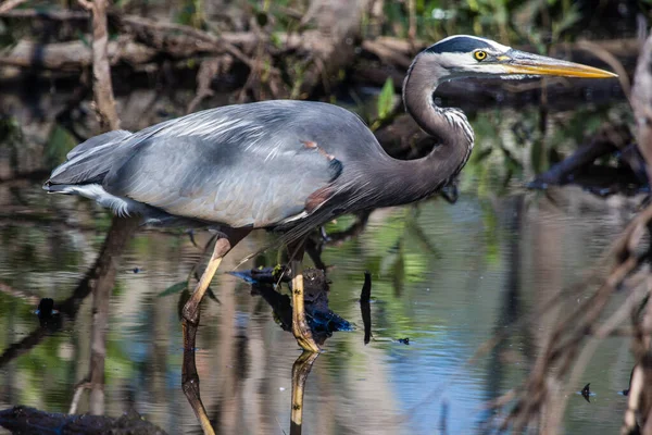 Una Garza Azul Buscando Una Comida —  Fotos de Stock