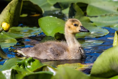 Zambak havuzunda genç bir ötüş.