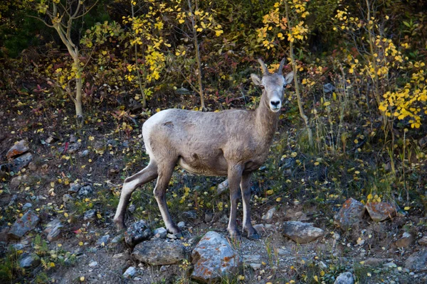 Bighorn Pecora — Foto Stock