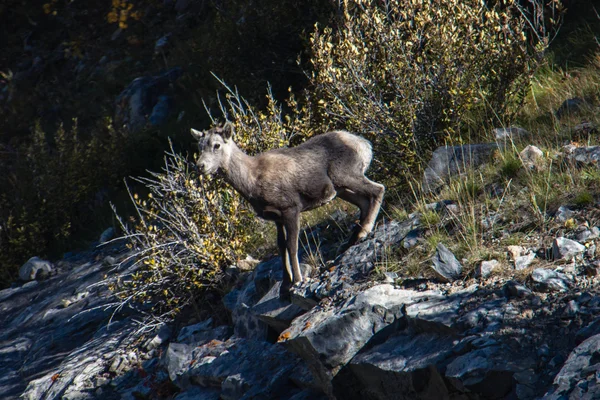 Owiec Bighorn — Zdjęcie stockowe