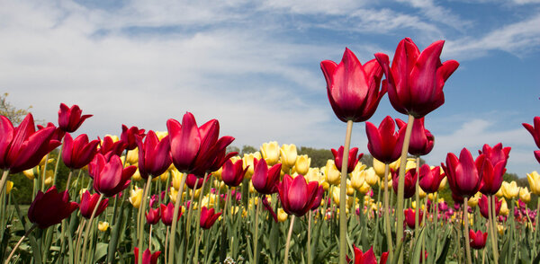 Tulips