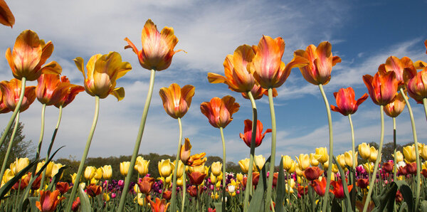 Tulips