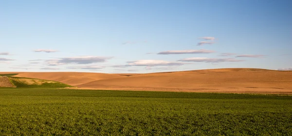 Palouse країн — стокове фото