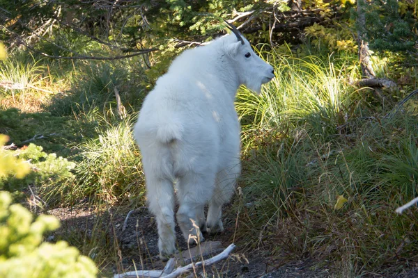 Una cabra blanca de montaña — Foto de Stock