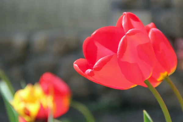 Rote Tulpen. Foto — Stockfoto