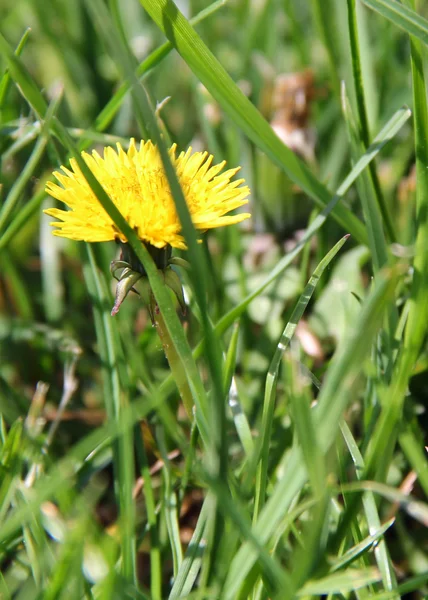 Löwenzahn auf Gras. Foto — Stockfoto