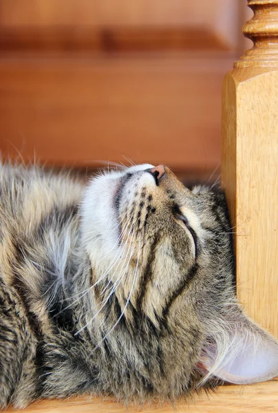 Slapende kat. foto — Stockfoto