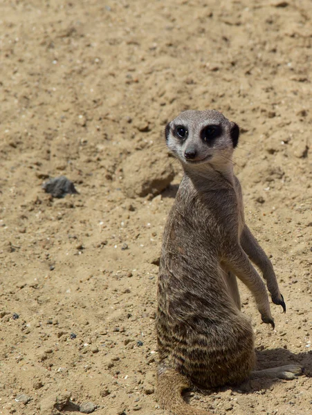 Μικρό meerkat. φωτογραφία — Φωτογραφία Αρχείου