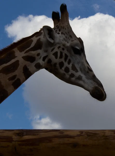 Uma girafa. foto — Fotografia de Stock