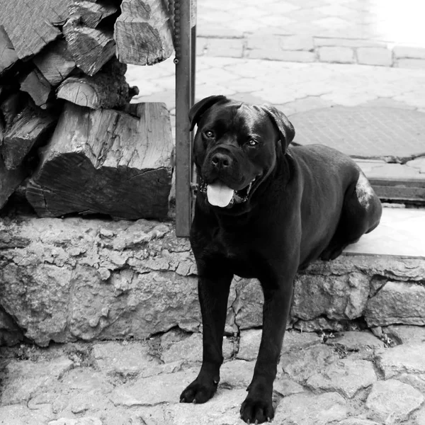 Corso de cana de cão preto. Foto. preto e branco — Fotografia de Stock