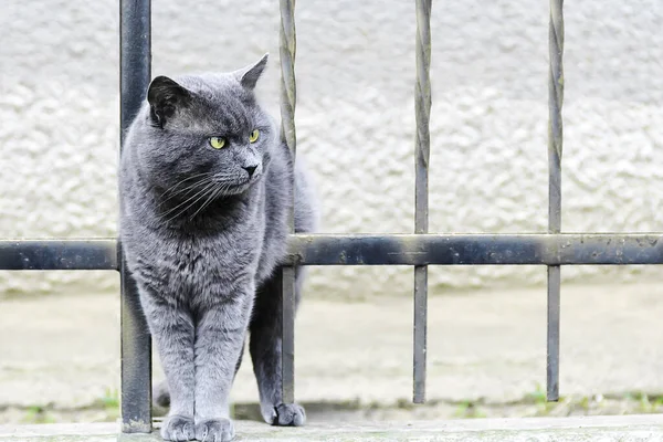 Grosso Gatto Grigio Arrabbiato Piedi Una Recinzione Foto — Foto Stock