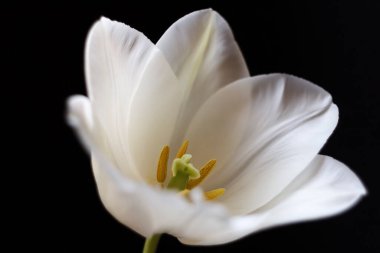 Siyah arka planda lale. Yakın plan. Fotoğraf. makro