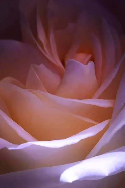 Rose fleur gros plan. Une photo. macro. — Photo