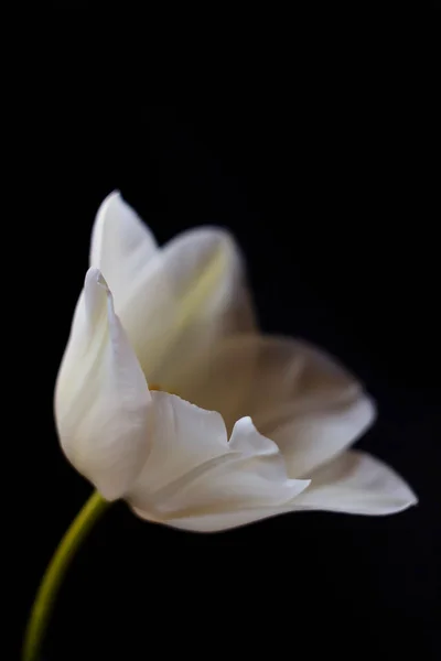 Tulipe sur fond noir gros plan. Une photo. macro — Photo