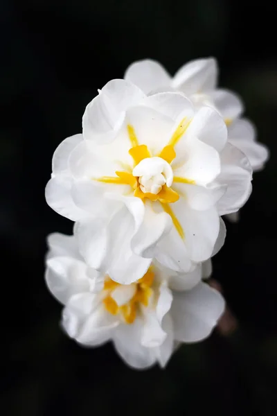 White daffodils on a dark background. Photo. macro. — Stock Photo, Image