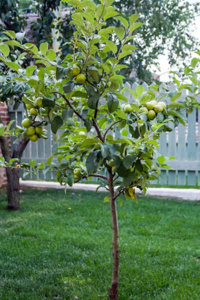 Apple tree — Stock Photo, Image