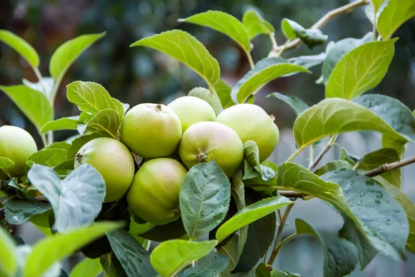 Apples — Stock Photo, Image