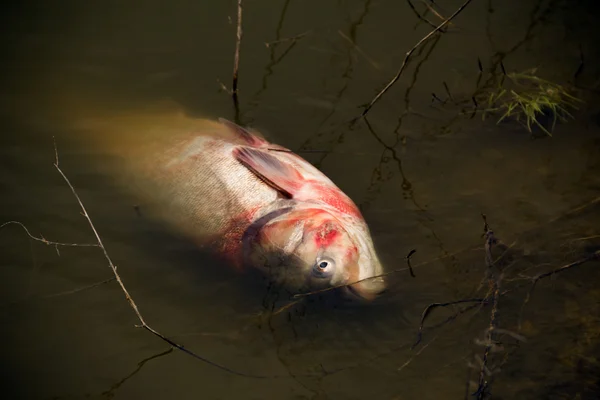 Pesce nel fiume — Foto Stock