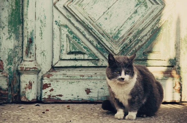 Gatto grigio e bianco — Foto Stock