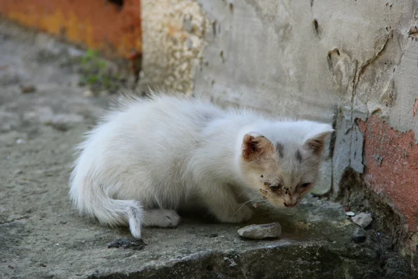Tricolore signora gatto — Foto Stock