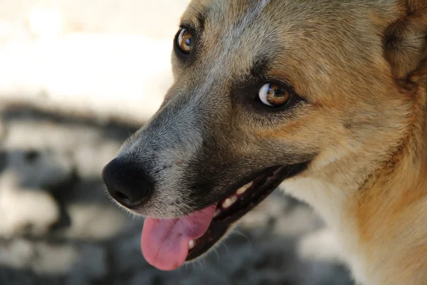 dog with big smile