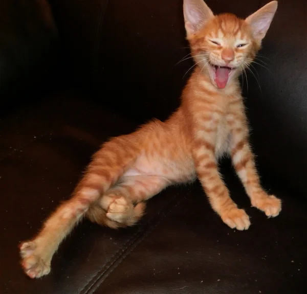 Lindo gato rojo — Foto de Stock