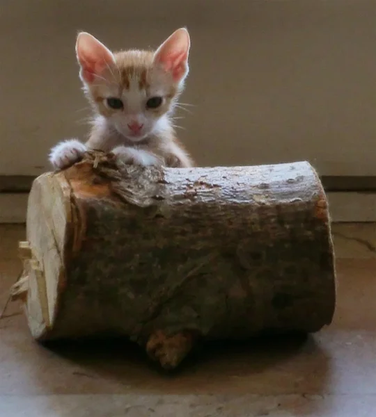 Pequeno gato vermelho e tronco de madeira — Fotografia de Stock