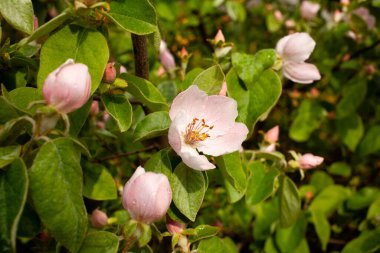 Ayva ağacı çiçekli makro yakın plan